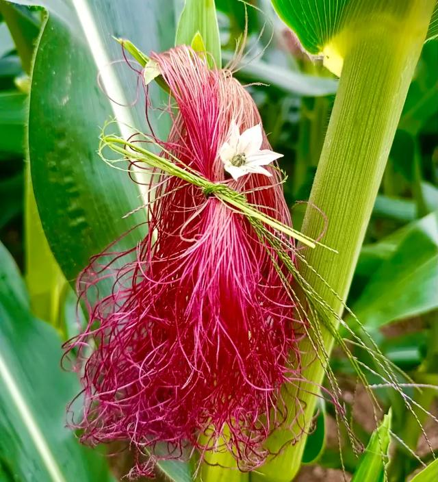 高考后遗症的准大学生，在玉米地扎辫子，网友：干美发吧