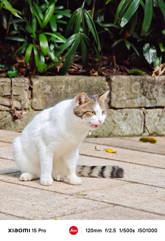 用过小米15 Pro后，我可能再也不需要iPhone了