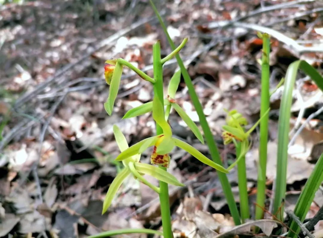 湖北小县城生活实录:我撩了三个月的美女,竟然是我表妹