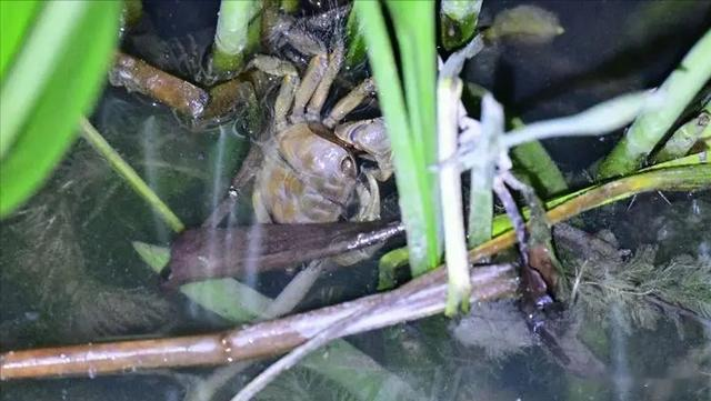 “水中霸王”水知了：连毒蛇都是它的家常菜，口感却比螃蟹还鲜美