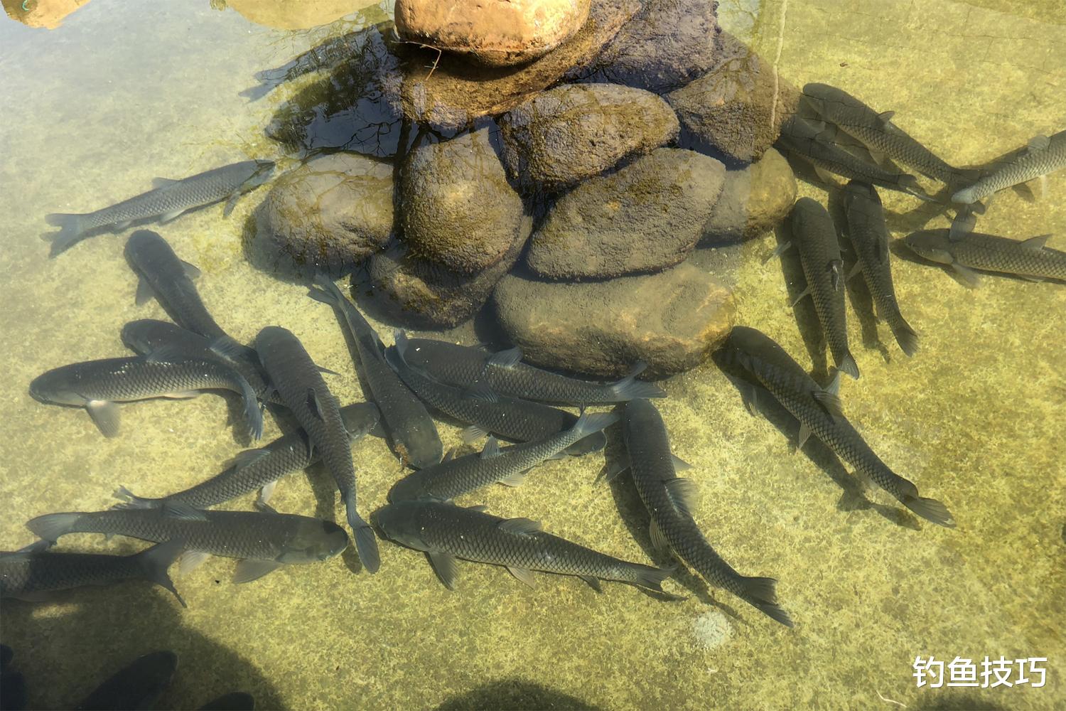 把鱼安素添加到溪流钓颗粒窝料的详细方法