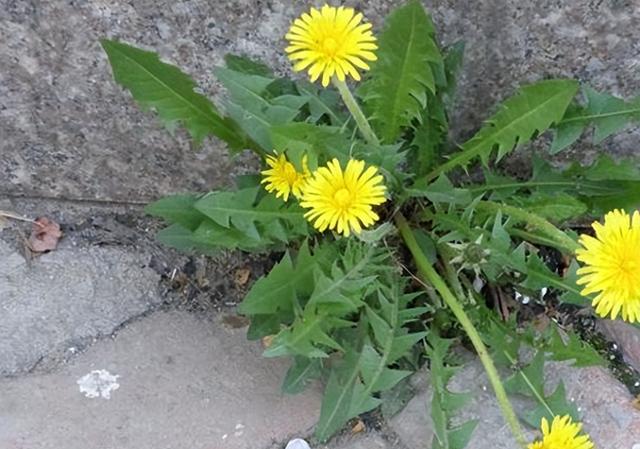 蒲公英简单搭配，消散结节力量大，错过太可惜！