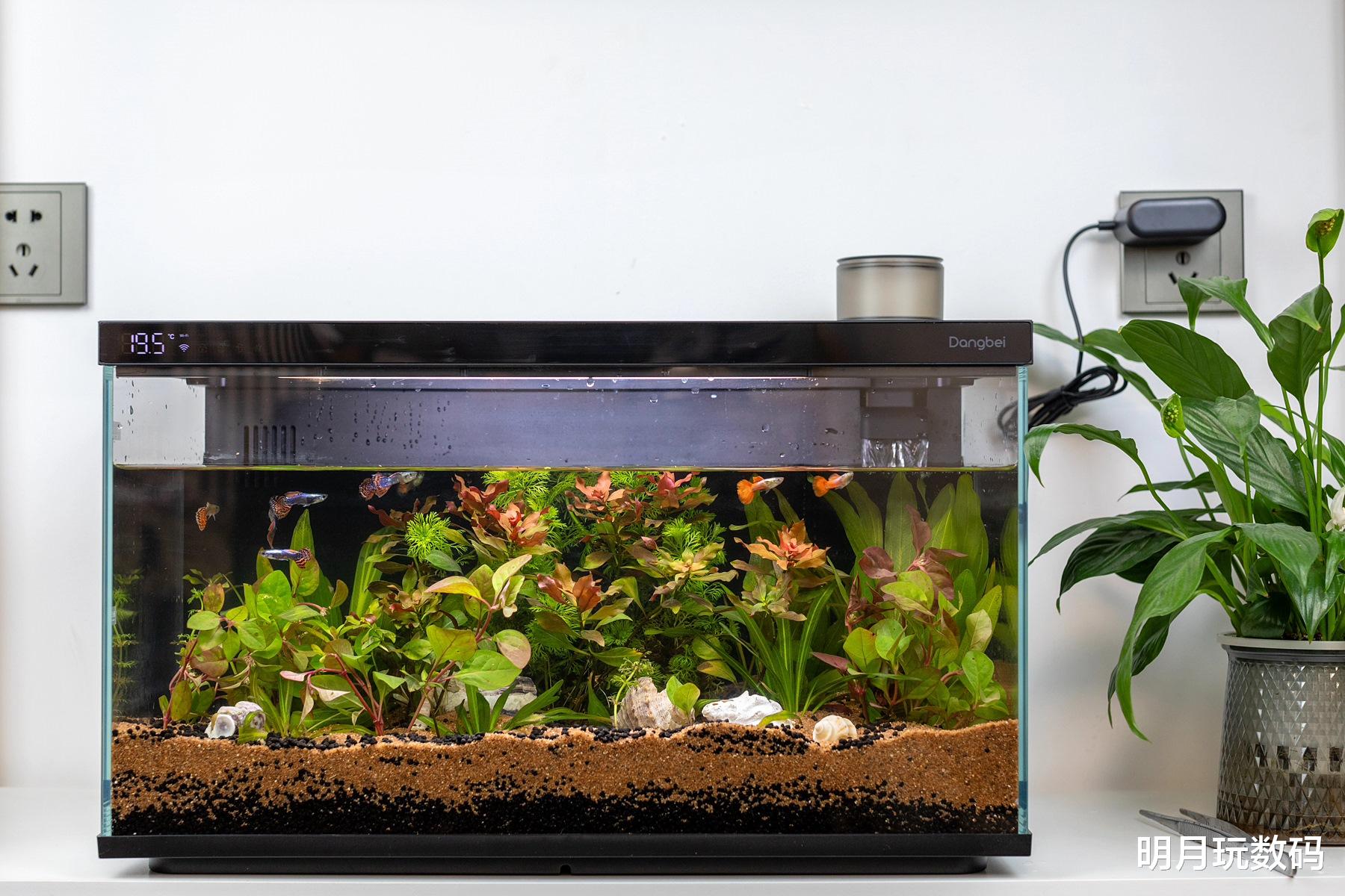 懒人养鱼利器,有了当贝智能鱼缸1Ultra,小白造景也轻松