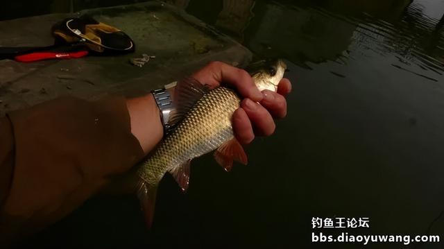 新钓点试钓，鱼口太好就少钓点