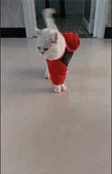 郑恺苗苗两家人吃团圆饭，三胎女宝宝出镜，老大老二正脸都像郑恺