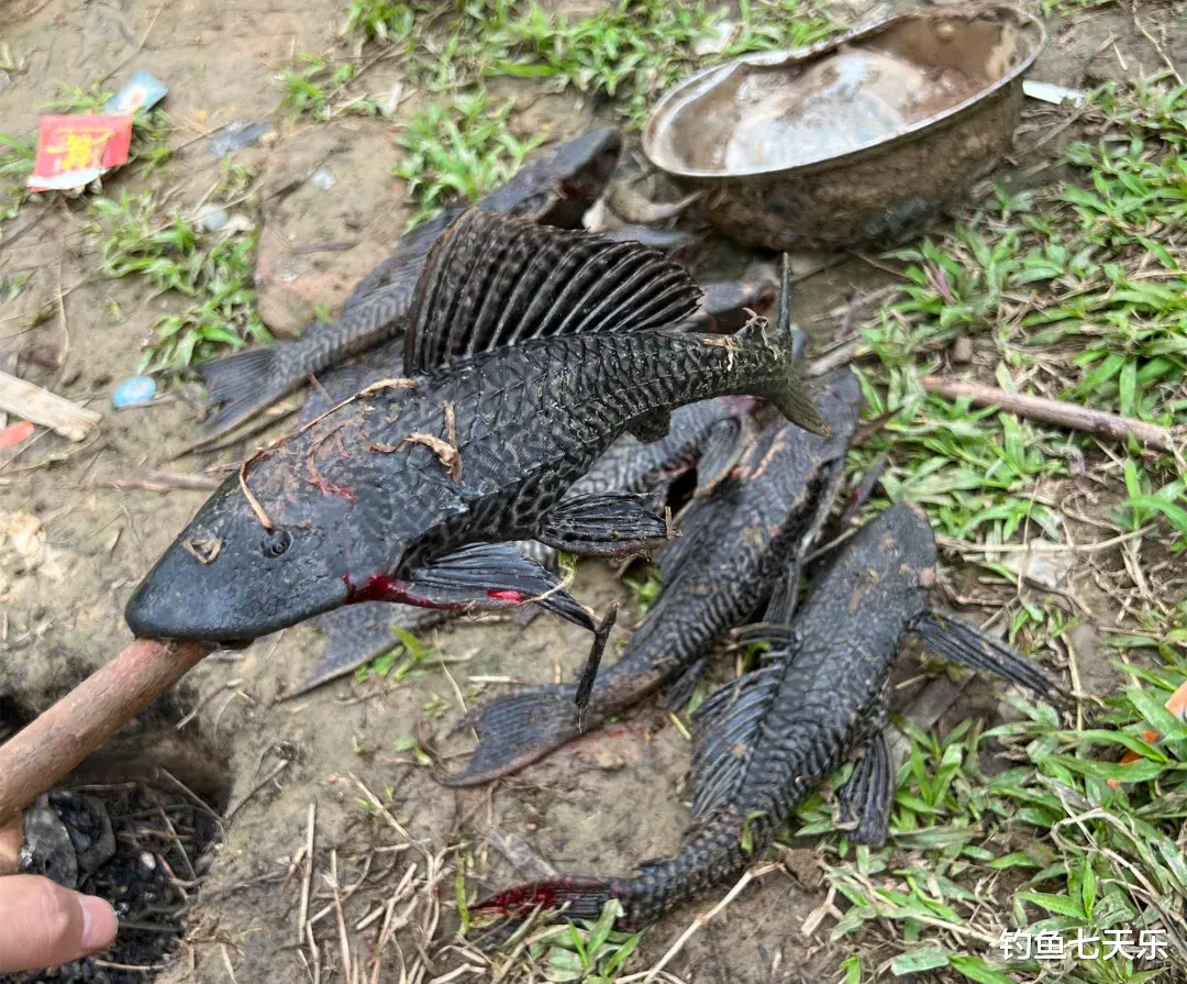 看了很上头!“清道夫”被做成美食,靠“吃”能解决泛滥的难题吗?