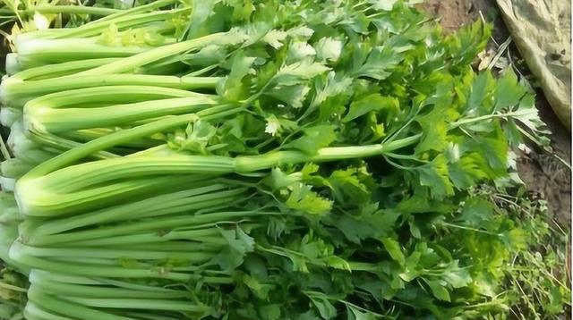 为啥吃芹菜不吃叶子？或许很多人不清楚，为了健康不妨了解一下