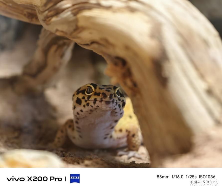 vivo X200 Pro影像体验：一个月后再看，还是真香！