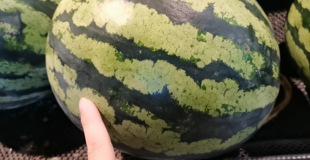 老瓜农偷偷告诫我，这种西瓜牢记不要买，白给都不要，别当耳旁风