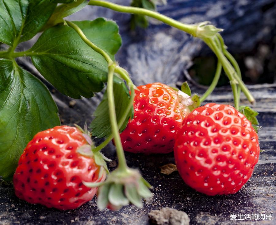 3月20日春分,记得吃2菜、食2果,喝2水,做2事,老传统别丢