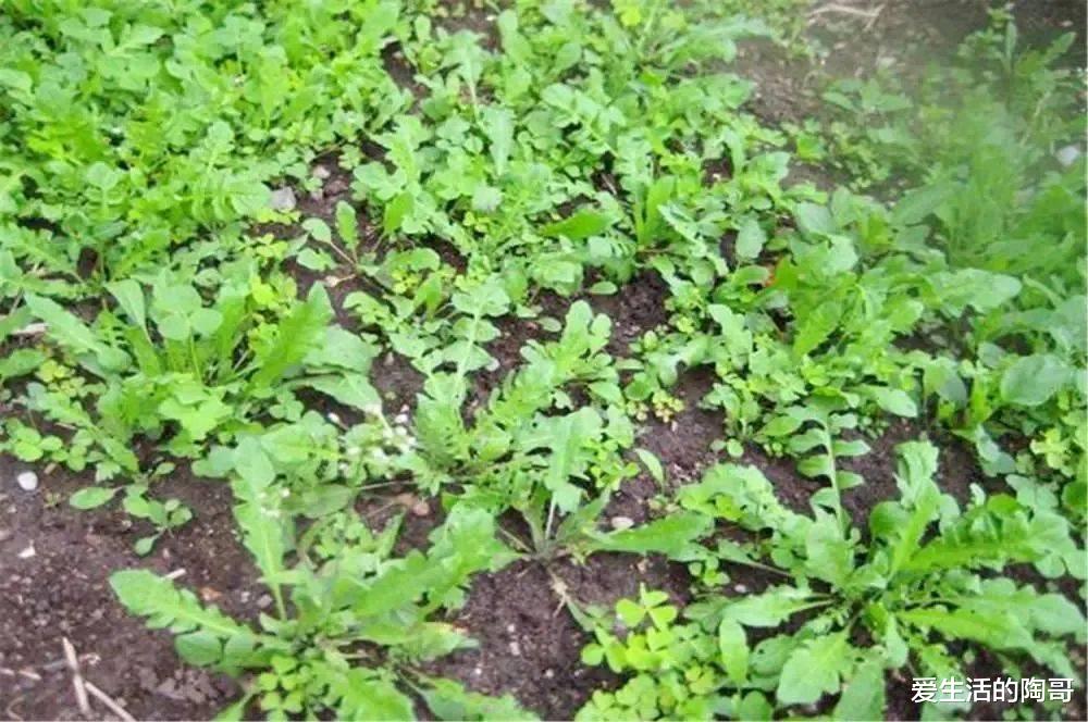 3月20日春分,记得吃2菜、食2果,喝2水,做2事,老传统别丢