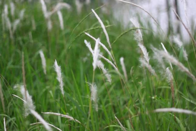 白茅根的药用价值