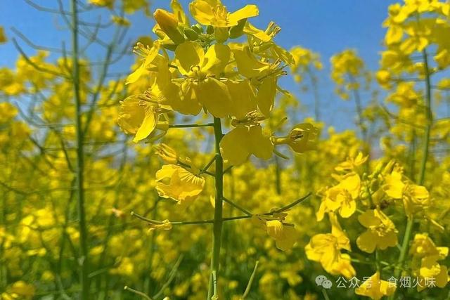 自带“青霉素”的3种菜，春天隔三差五吃，提高免疫力，少生病