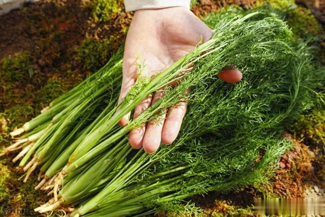 头伏吃饺子,为啥传统要吃素馅饺子?推荐3种素馅饺子,值得尝试