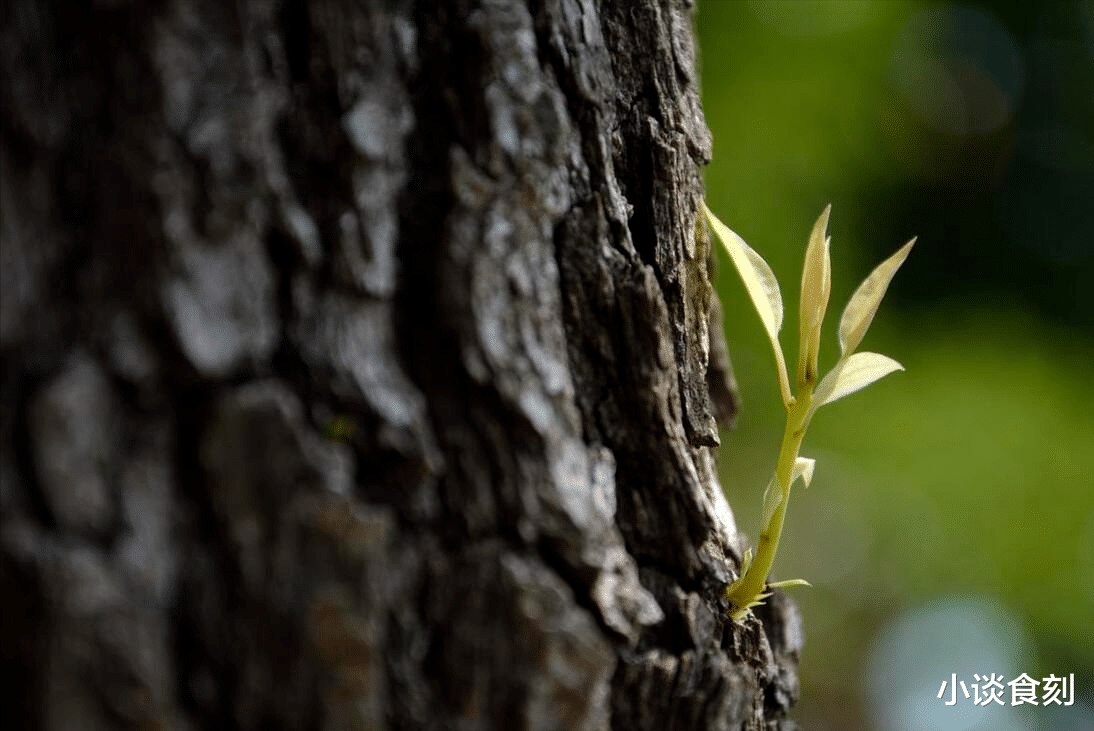 2025是乙巳蛇年,老人说“强木要穿红,青蛇不往西”,有啥说法?