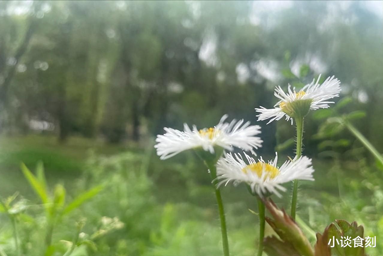 “初夏食三草,不把郎中找”,“3草”是什么东西?常吃清凉一夏