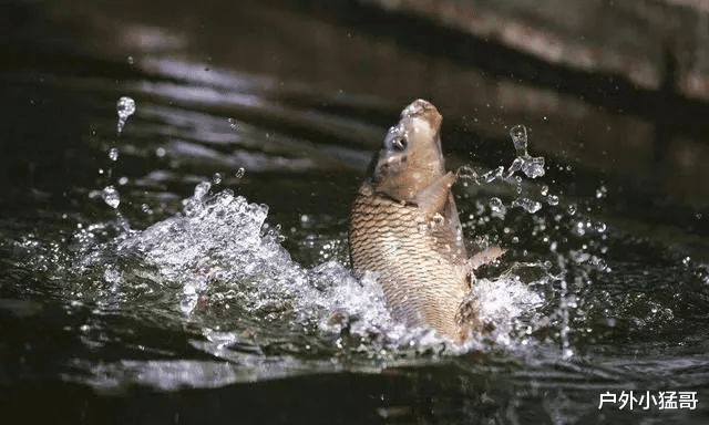 野钓秘诀大揭秘:调漂八种水况破解之道