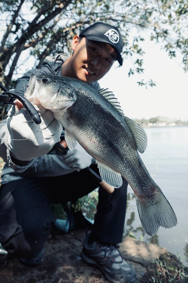 NS|人鱼博弈 鲈此可爱 ? 23复仇者