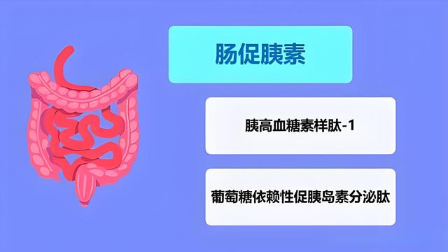 减重双受体激活剂——替尔泊肽，掉秤20%有望实现