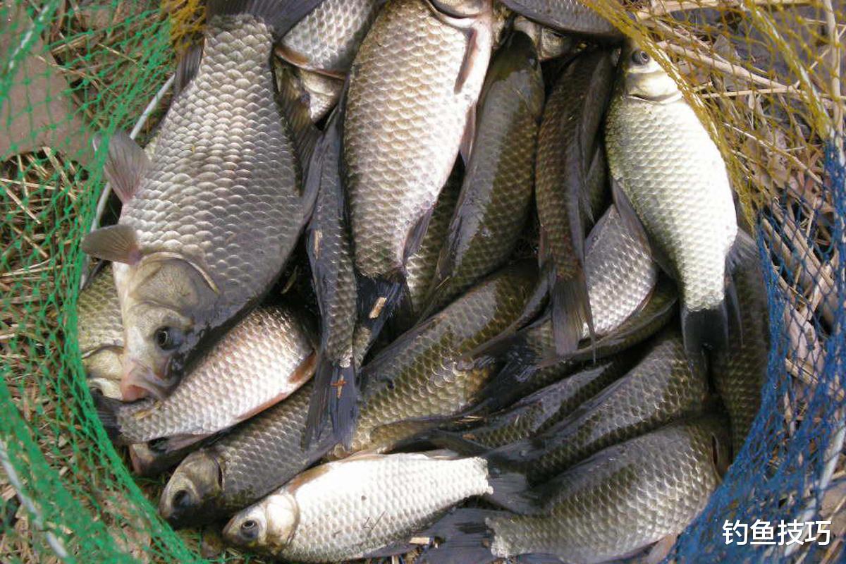 鲫鱼在春天的5个习性,春天钓鲫鱼的必修课