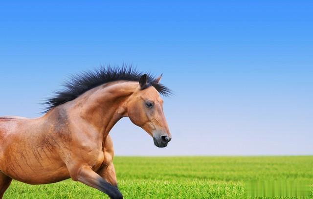 【生肖马的奇迹】大势至菩萨下凡，一匹马如何触底反弹成就辉煌？