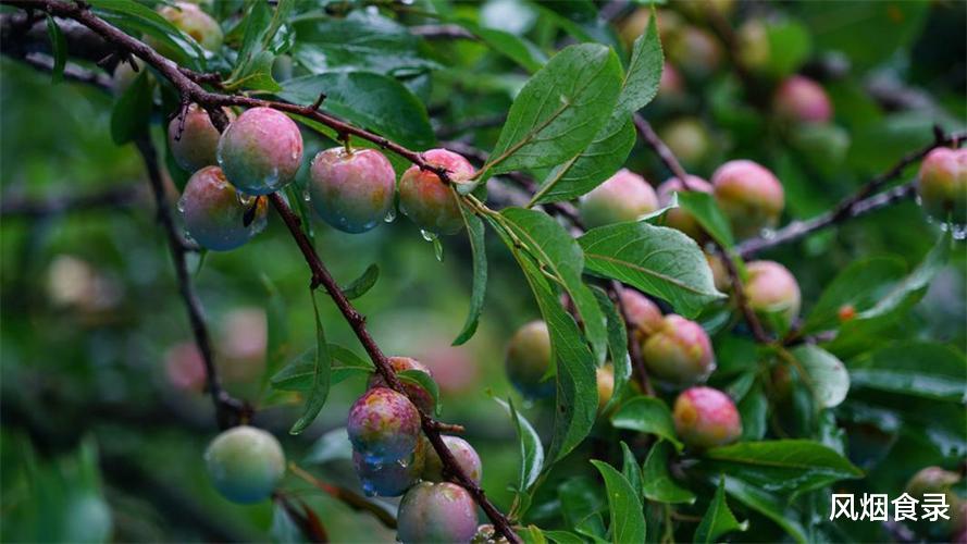 在中国，这10个地方的“李子”最好吃！味甜，汁多，错过可惜了