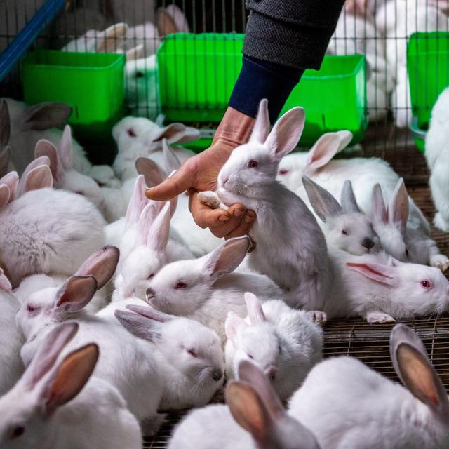 人只吃兔子肉真会饿死?答案是:真的!而且吃得越多死得越快