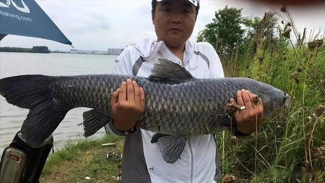 四大家鱼之首的青鱼,为何被称为“索命鱼”?它到底有啥可怕之处