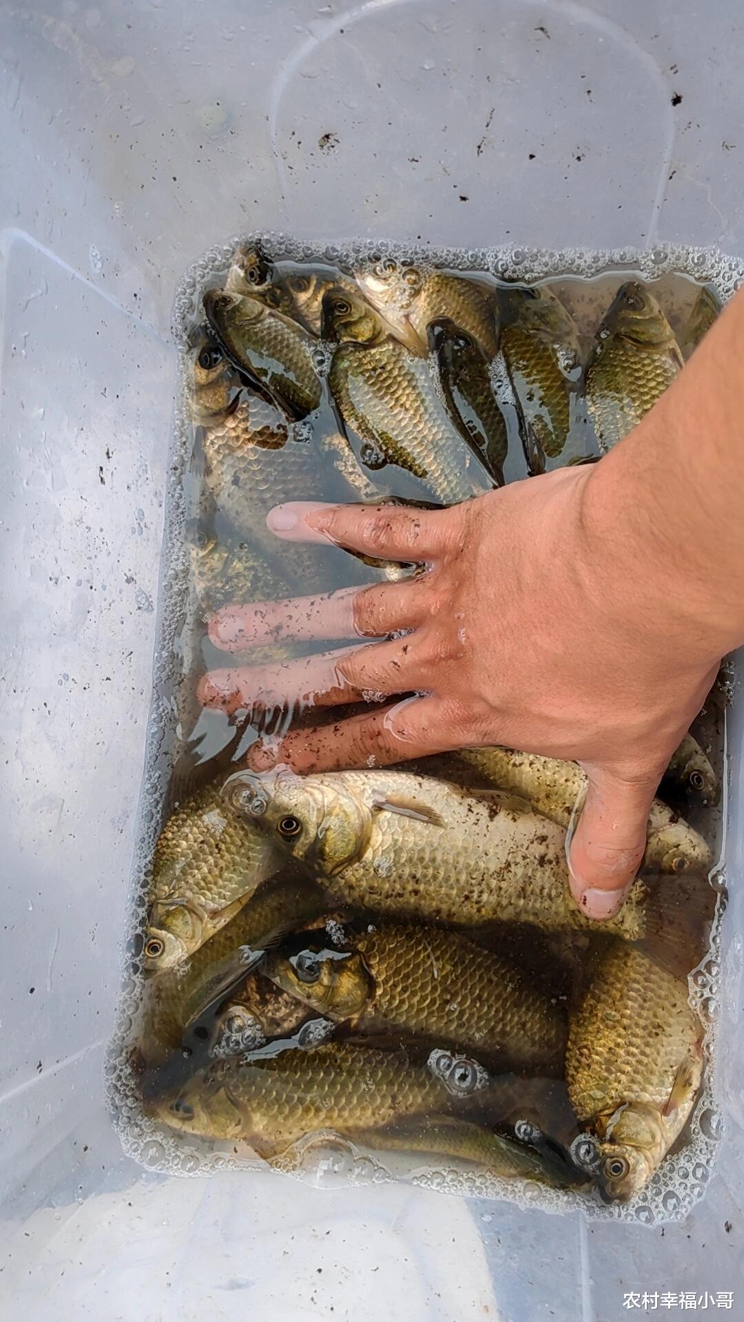 夏季野钓秘籍：轻松摆脱小杂鱼的困扰！