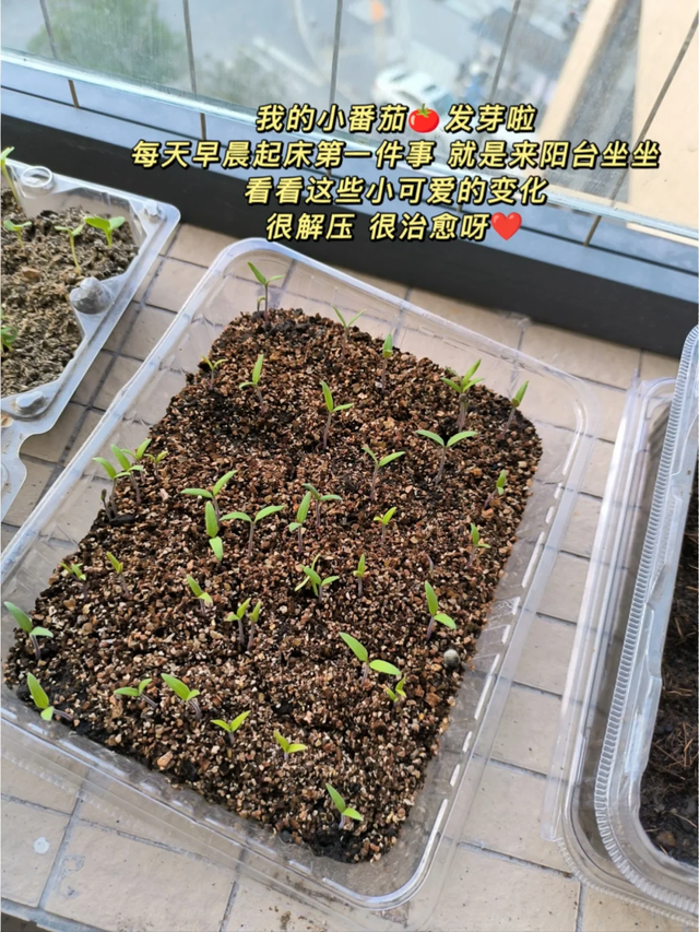 张馨予的豪宅曝光，无数人直呼羡慕: 花海美不胜收，菜园圈粉百万