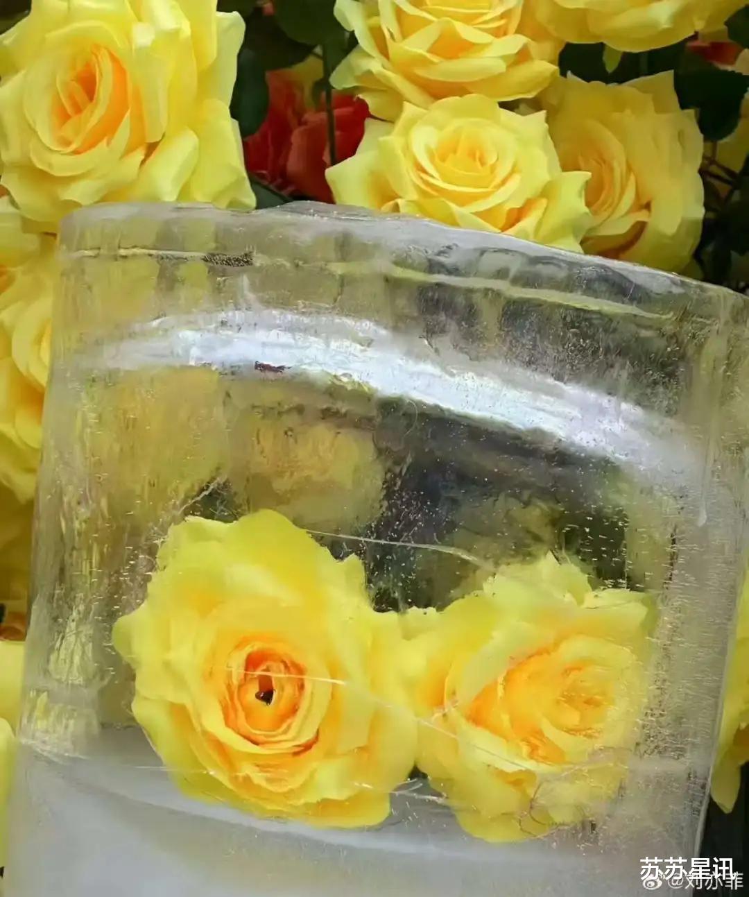 哈尔滨也太会了！冰封黄玫瑰美上热搜！刘亦菲发文：哇，想去！