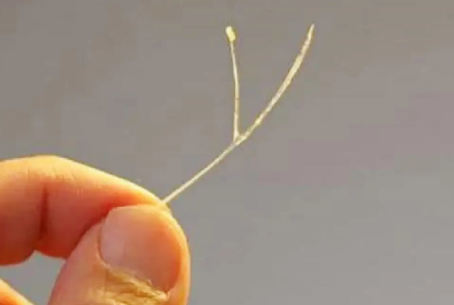 居然比鲤鱼还要难吃?钓鱼佬眼中最难吃的5种鱼,白给都不想要?