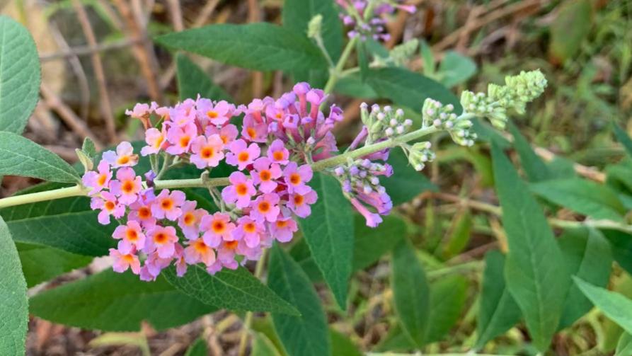 人称“醉鱼草”，花叶捣碎扔水里，可醉鱼，钓鱼佬要了解！