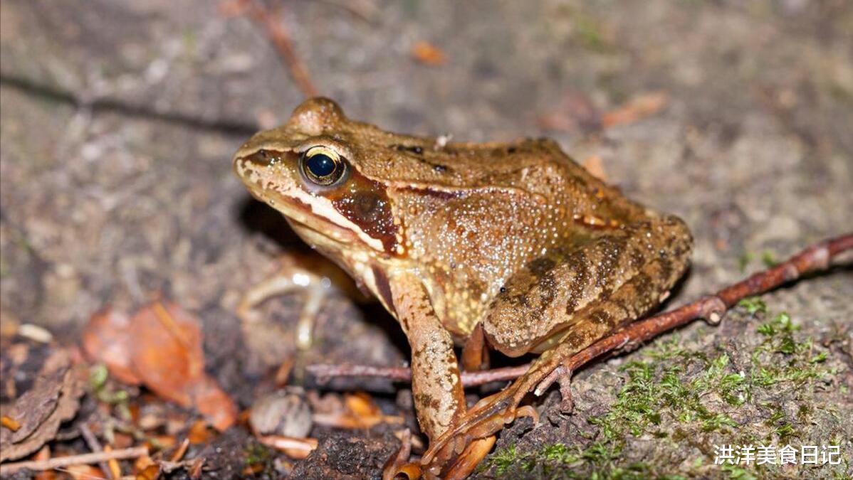 东北人最爱的5大“怪菜”,好多人不敢尝试,你都吃哪种?