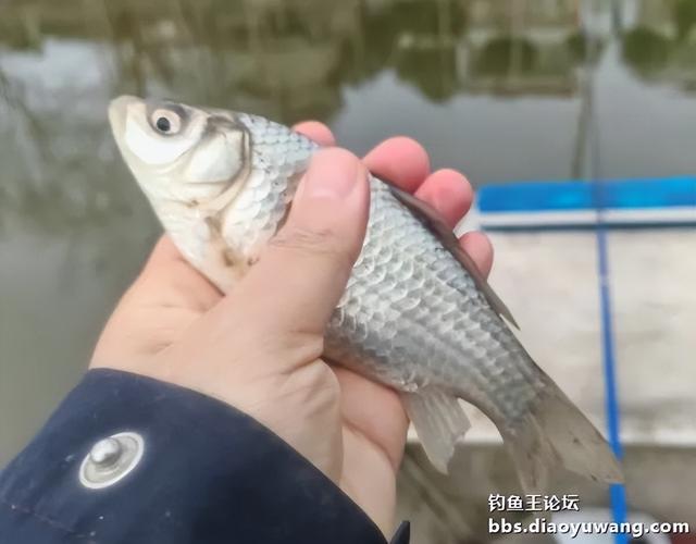 初春水冷,“猫”仍擒鲫