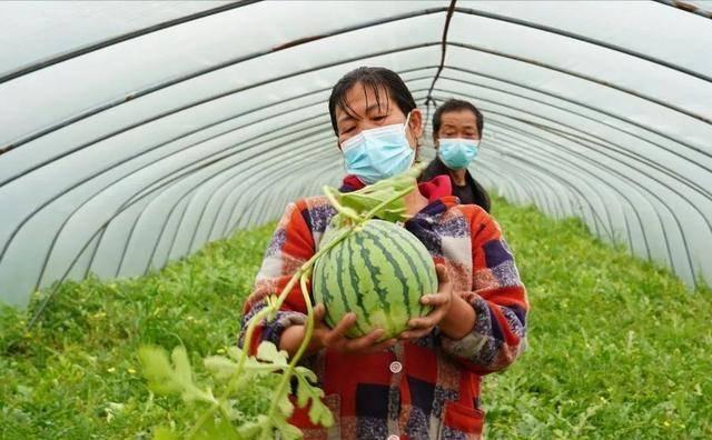 中国哪里的西瓜最出名？这10个西瓜最出名的产地，哪的最好吃？