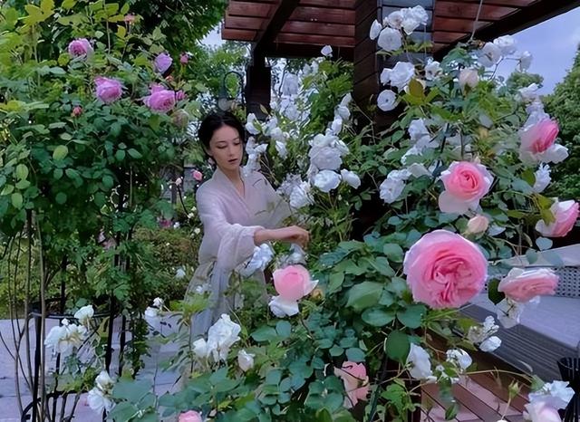 张馨予小院又火了,瓜果压弯枝,一年四季有鲜花,千万网友求同款