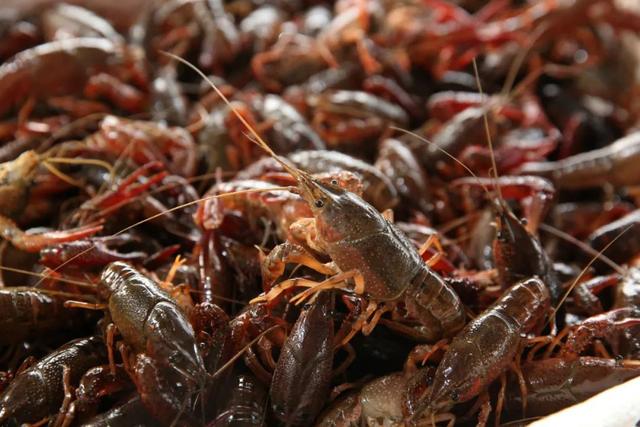 买小龙虾时，聪明人会避开“这4种”，老板：不是吃货就是同行！