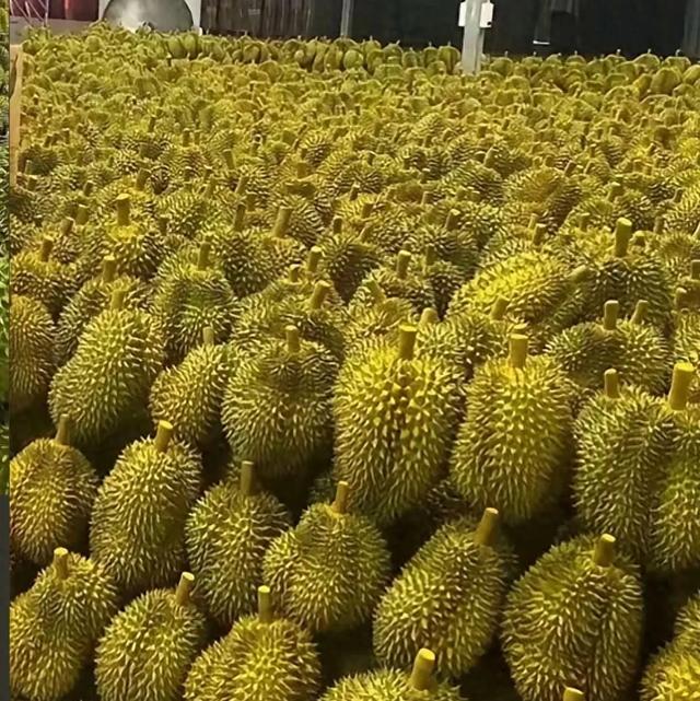 冰冻榴莲肉常见的三大问题,很多人还不知道,难怪买回去就想退