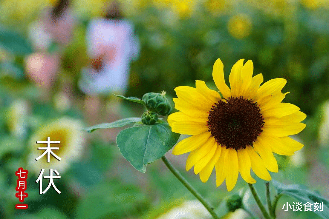 末伏10天养阳黄金期,牢记:1晒,2泡,3不吃,补足阳气顺利入秋