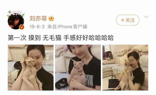 36岁刘亦菲近况曝光,全网羡慕:不恋爱、不合群,养了60只猫!