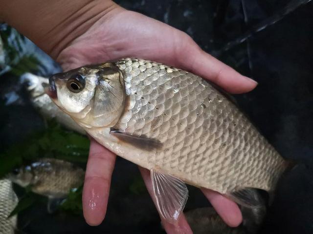 阴雨绵绵的梅雨季，江河水质浑浊涨水快，却是钓鱼佬的“爆护”季