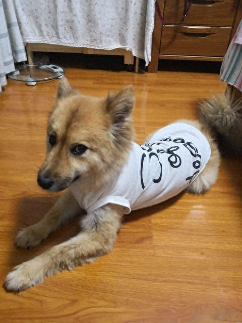 狗年出生的人必看：最难熬的年龄是哪段？什么时候可能会发家致富