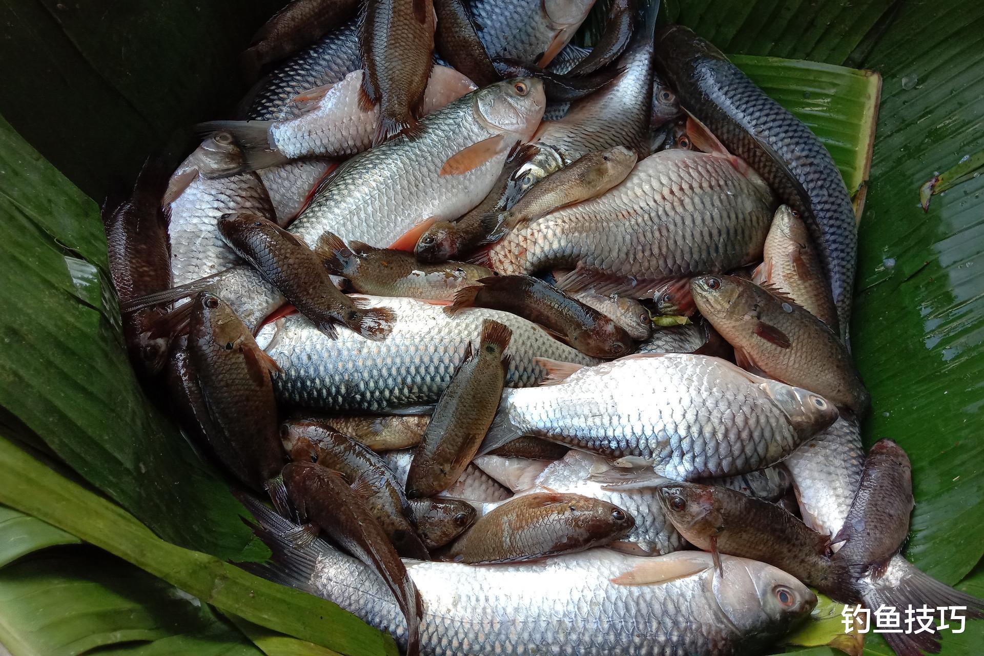 野钓窝料不留鱼的4个原因,改善留鱼效果