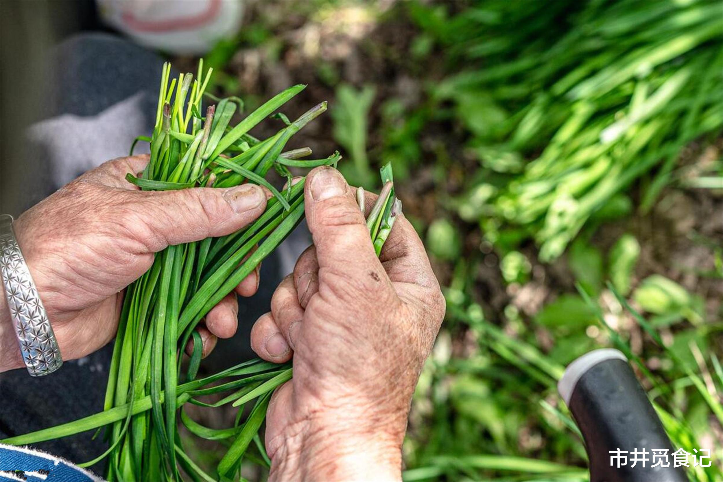 春天吃韭菜，“紫根”和“白根”差别大了！哪种好？建议多了解