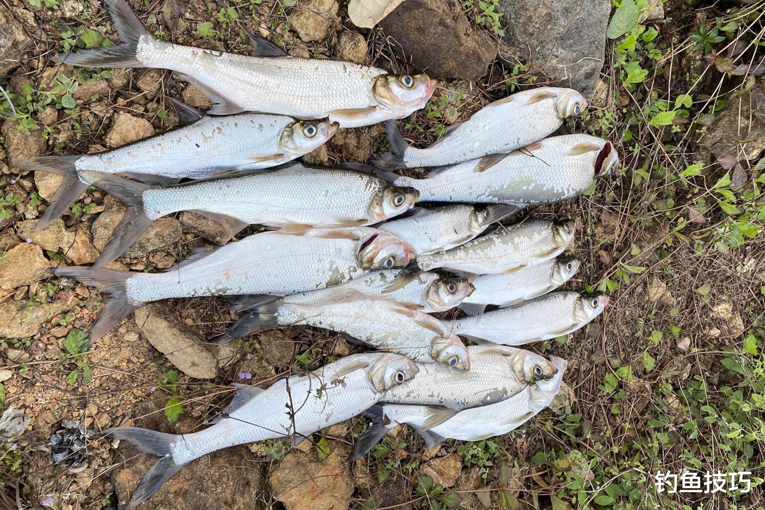 钓翘嘴鱼时鱼饵味型的重要性，千万不可忽视