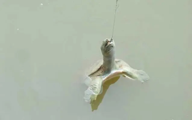 在江苏,有一位钓友频繁钓到王八,很是感觉困惑,怎么解决?