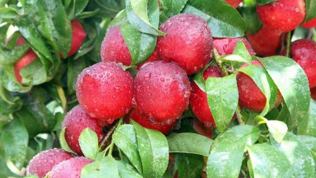 中国哪的“油桃”最好吃？经过评选，这8个地方上榜，有你家乡吗