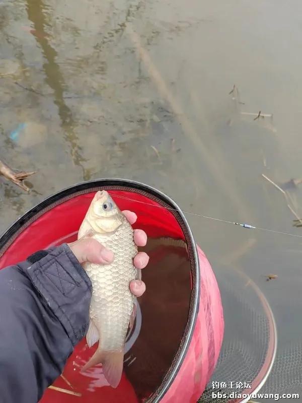 地狱猫助我大爆护