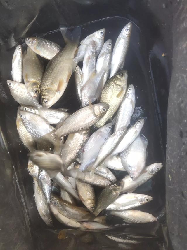 七月来临，钓鱼人要选择正确的作钓时间。上鱼多，人不累才是上策